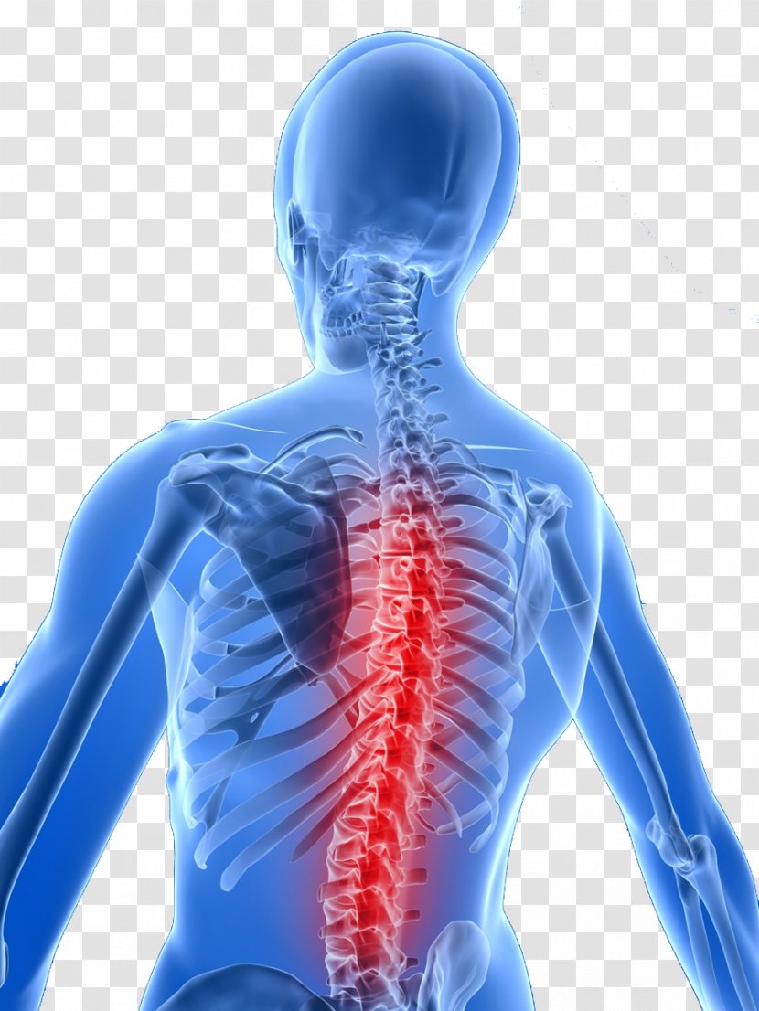 Back Pain Vertebral Column Chiropractic Therapy Health Care - Heart Transparent PNG