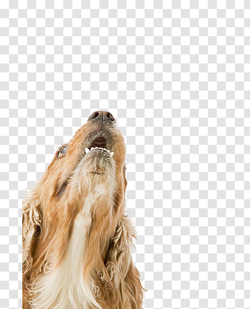 English Cocker Spaniel Sapsali Puppy Purebred Dog - Snout - Dog,puppy,pet,animal Transparent PNG