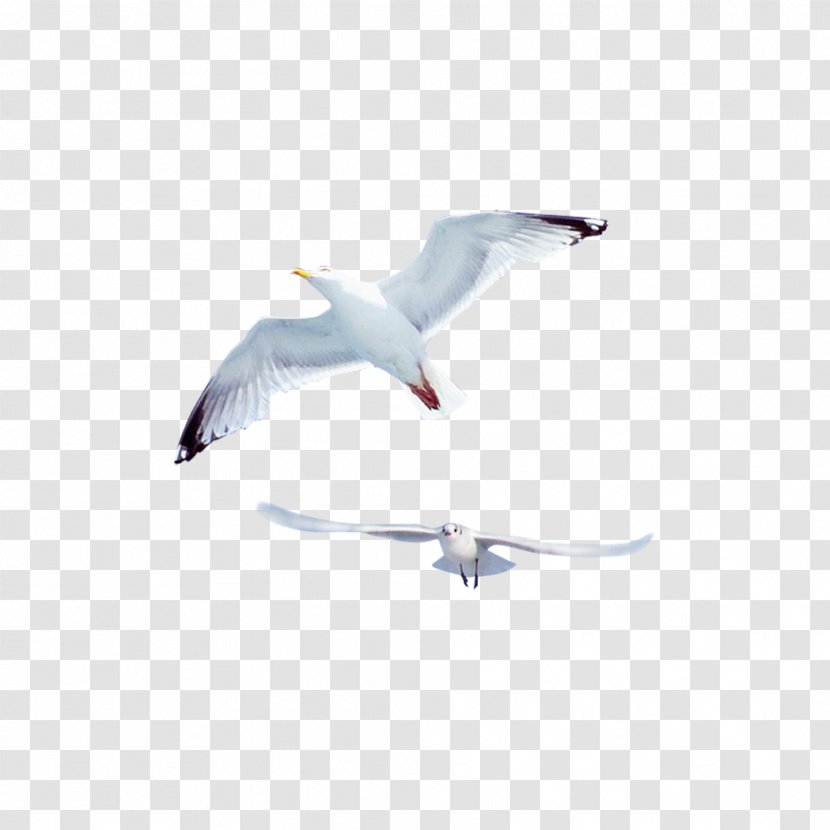 Gulls Bird Common Gull - Wing - Creative Flying Seagull Transparent PNG