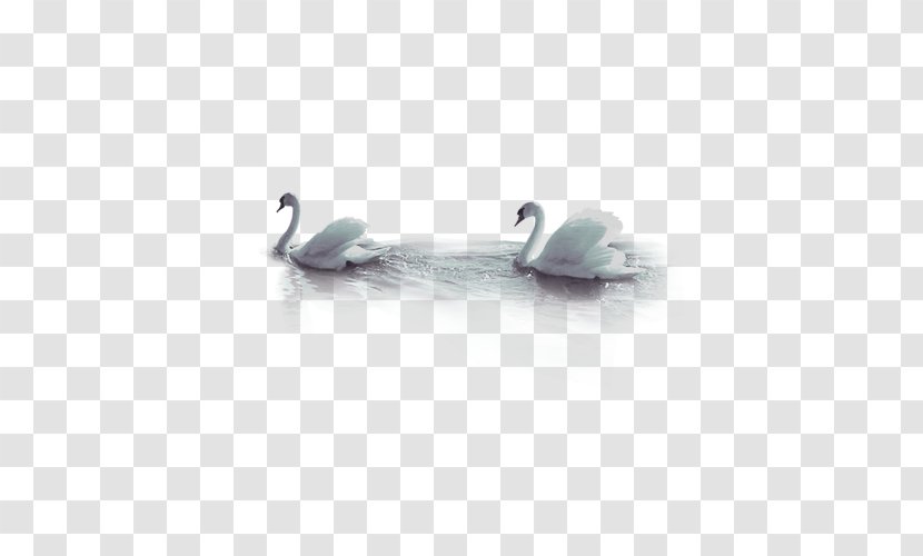 Cygnini Goose Duck - Resource - Swan Transparent PNG