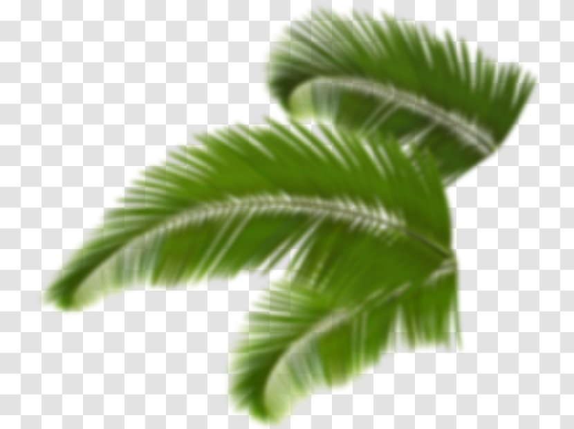 Trees And Leaves Arecaceae Palm Branch Clip Art - Arecales - Leaf Transparent PNG