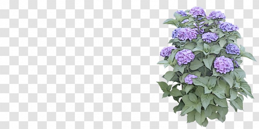 Lavender - Cut Flowers - Hydrangea Petal Transparent PNG