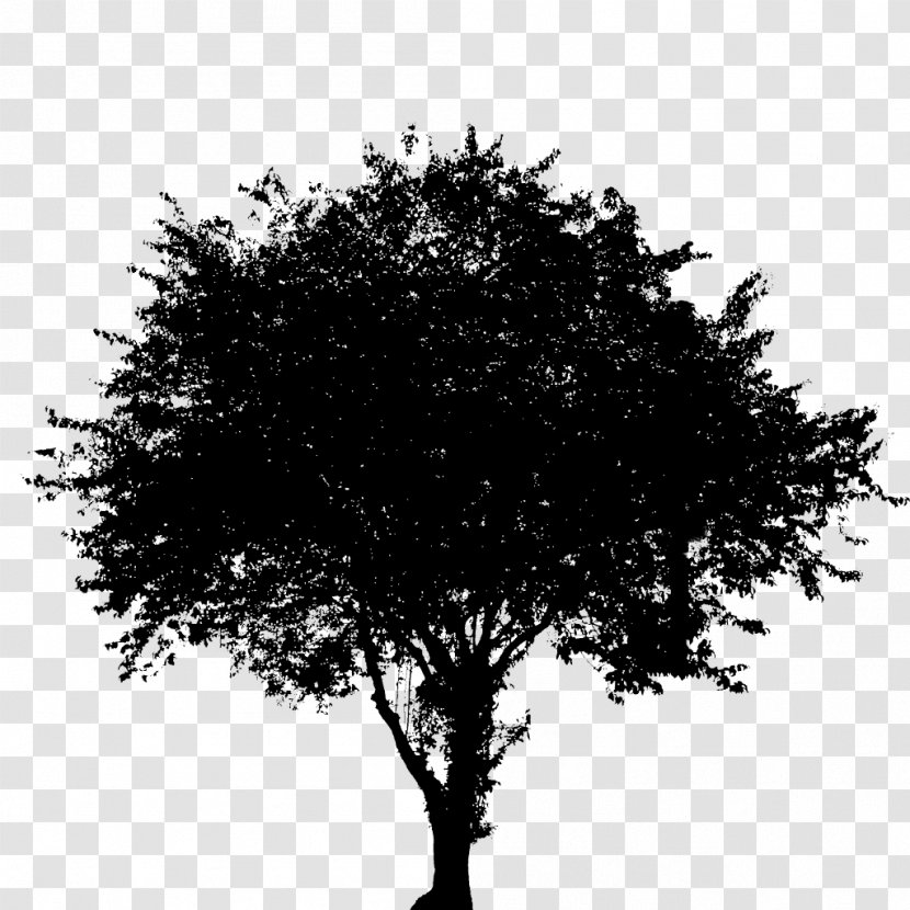 Branch Tree Oak Image Silhouette - Plant Transparent PNG