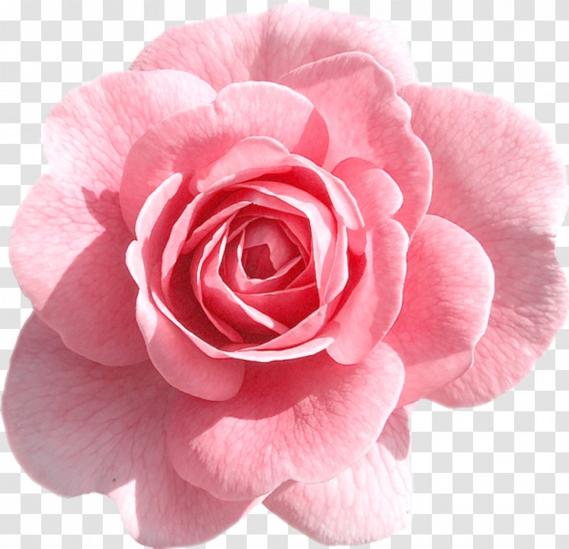 Clip Art Rose Transparency Pink Flowers - Petal Transparent PNG
