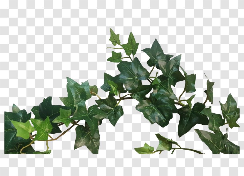 Leaf Branching - Vine Transparent PNG