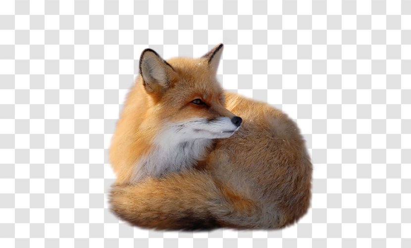 Red Fox Clip Art - Fauna - Yellow Transparent PNG
