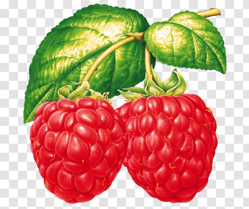 Vinaigrette Raspberry Blackberry Food Transparent PNG