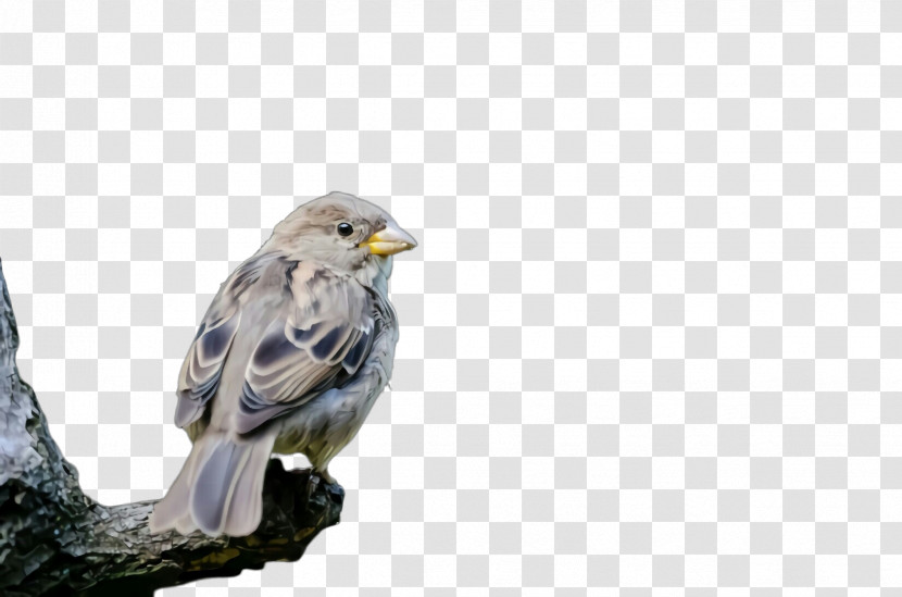 Bird Beak Bird Of Prey Kite Eagle Transparent PNG