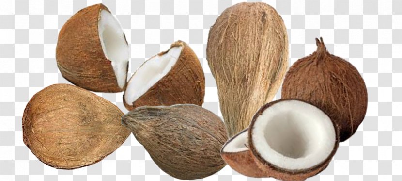 Coconut Copra Areca Nut - Oil Transparent PNG