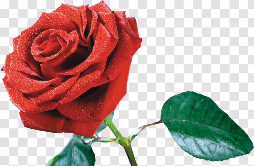 Desktop Wallpaper Aspect Ratio 1080p - Garden Roses - Rosa Centifolia Transparent PNG