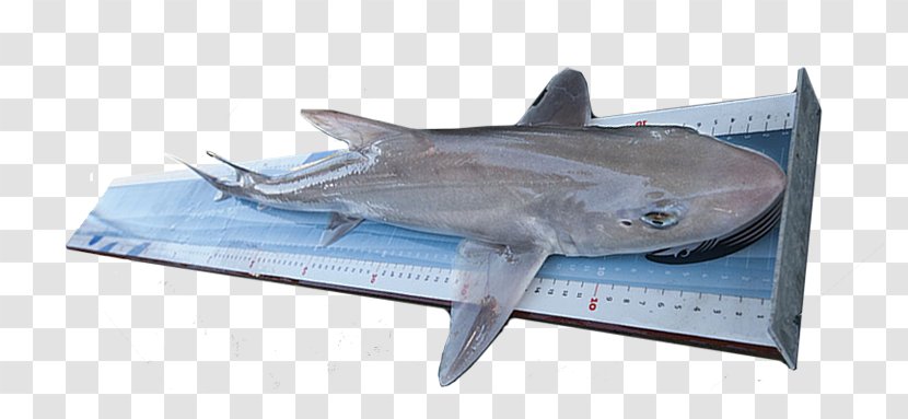 Tiger Shark International Game Fish Association Measurement - Cartilaginous - Australian Rules Transparent PNG