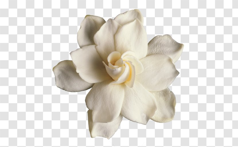 Gardenia Thunbergia Flower Cape Jasmine Image Clip Art - Taitensis Transparent PNG