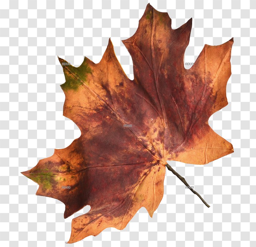 Autumn Leaf Color Maple Transparent PNG