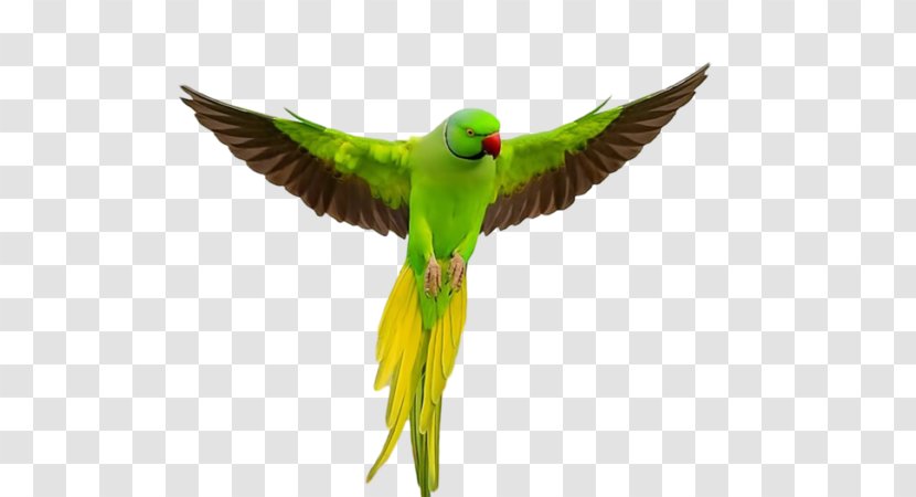 Parrot Lovebird Flight Cockatiel Transparent PNG