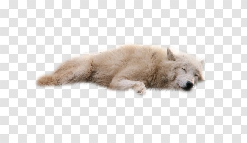 Dog Clip Art Image Desktop Wallpaper - Arctic Fox Transparent PNG