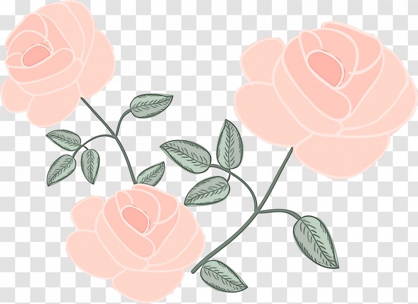Garden Roses - Flower - Plant Rose Family Transparent PNG