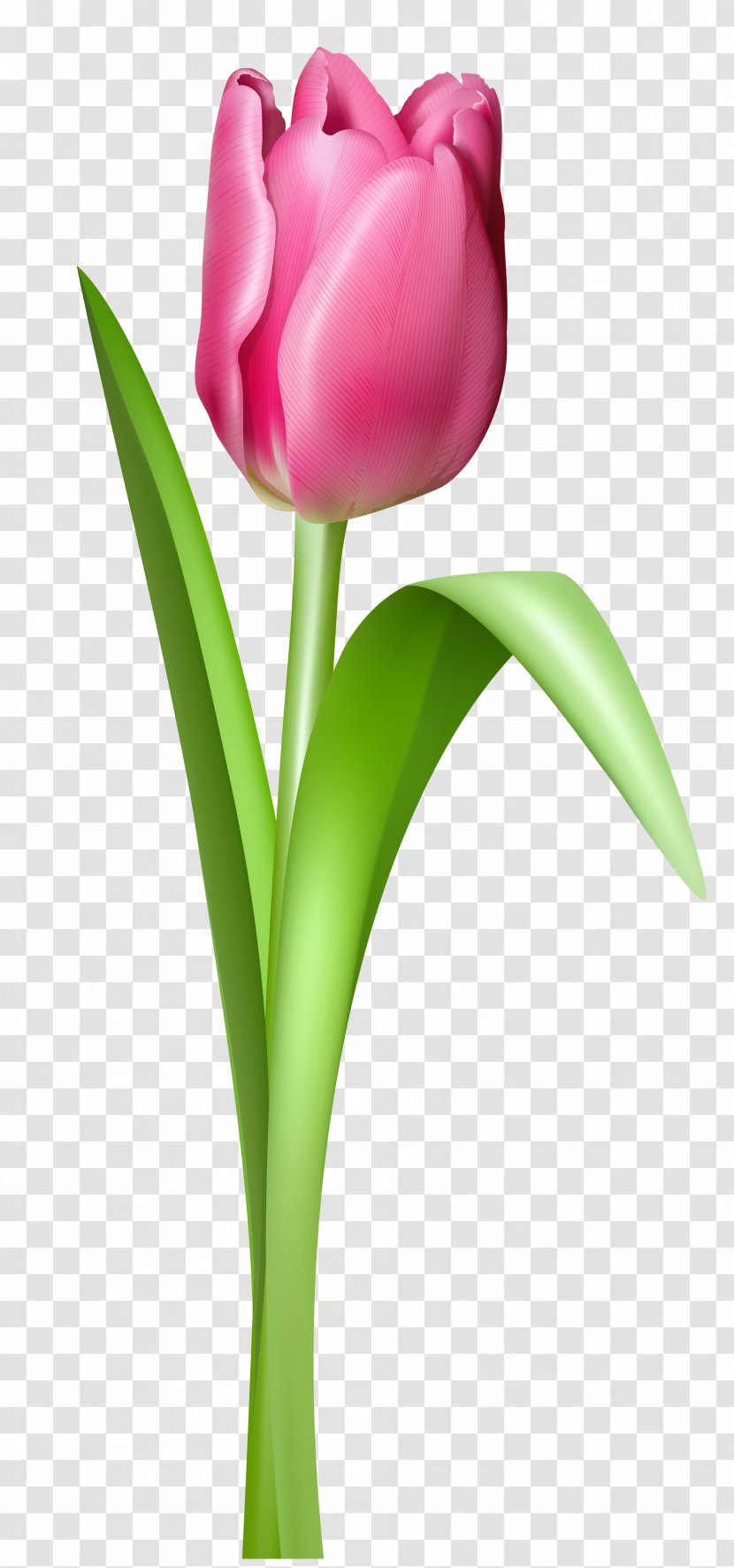 Tulip Mania IPhone 8 - Pink Transparent Clipart Picture Transparent PNG