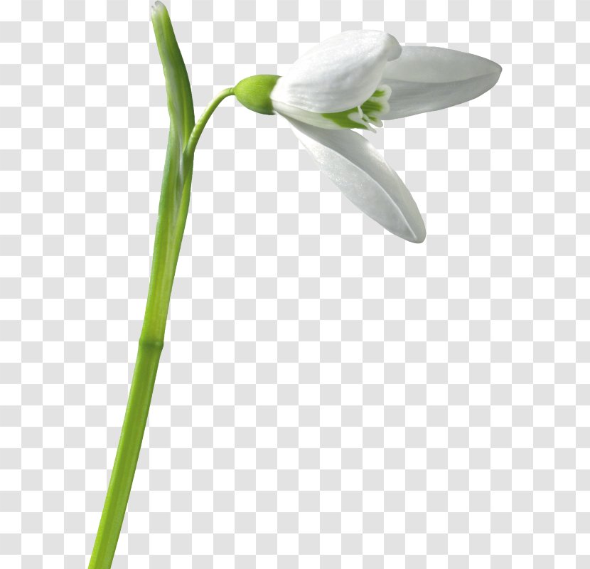 Snowdrop Clip Art - Flowering Plant - Digital Image Transparent PNG