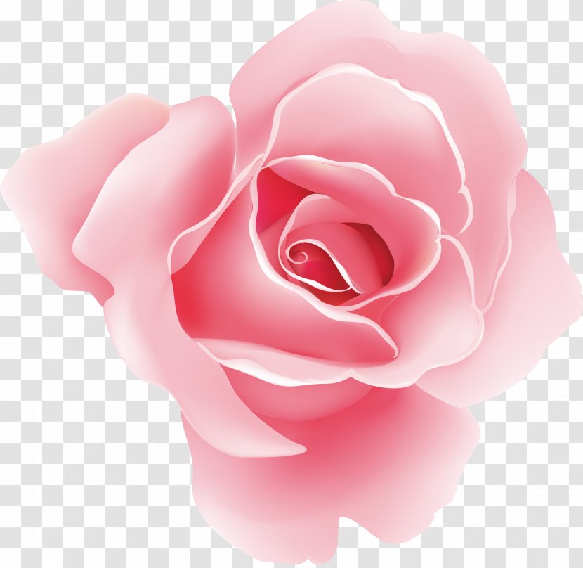 Flower Rose Floral Design Pink - Order Transparent PNG
