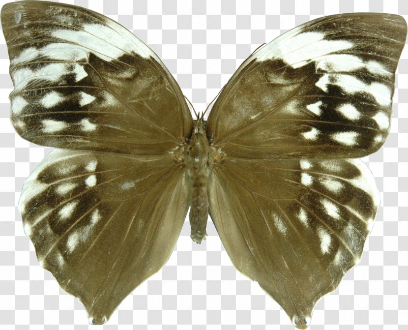 Brush-footed Butterflies Butterfly Zeuxidia Amethystus Saturns Aurelius - Frame Transparent PNG