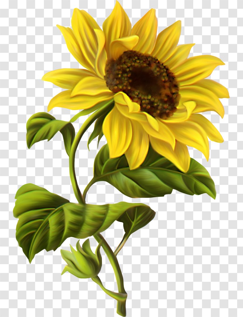 Common Sunflower Drawing Watercolor Painting Sketch Transparent PNG