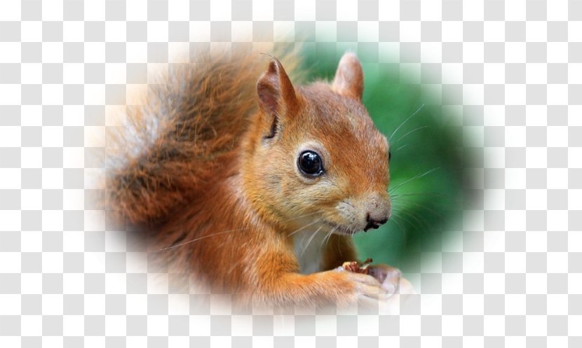 Chipmunk Fox Squirrel Dormouse Whiskers Transparent PNG