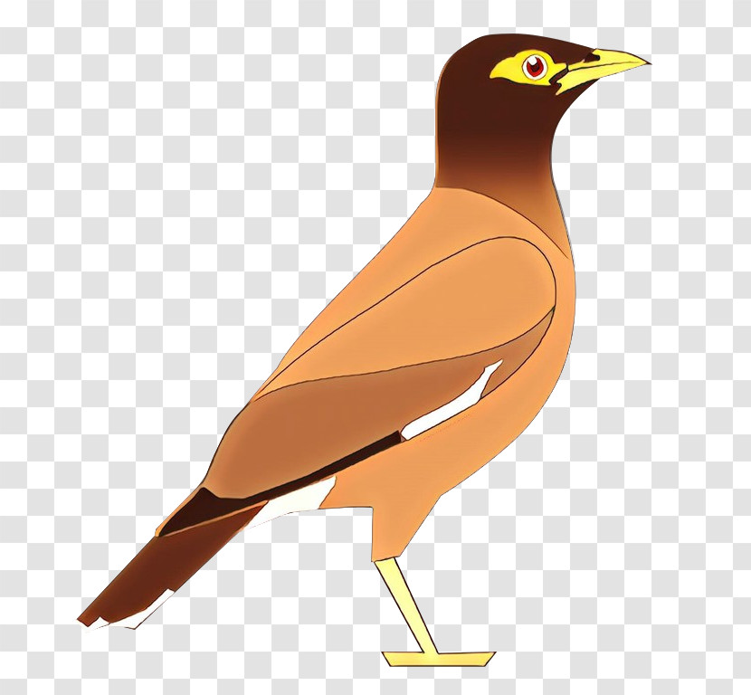 Bird Beak Common Myna Acridotheres Myna Transparent PNG
