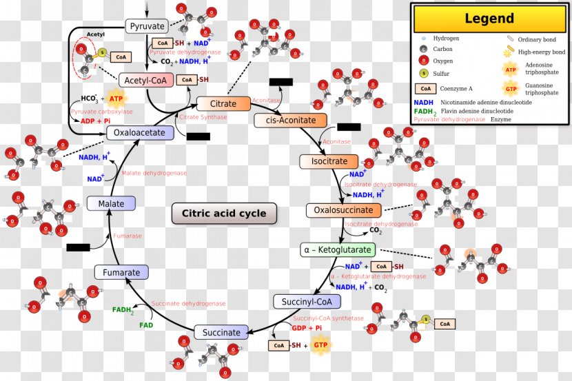 Citric Acid Cycle Acetyl-CoA Coenzyme A Biochemistry - Carbon Transparent PNG