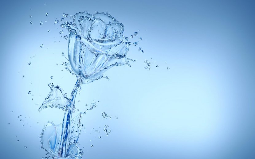 Flower Desktop Wallpaper Display Resolution - Tree - Water Glass Transparent PNG