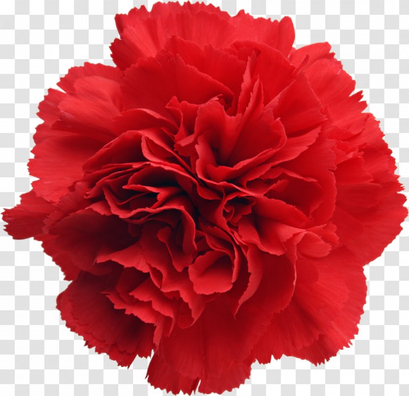 Birth Flower Carnation January Birthstone - Peony Transparent PNG