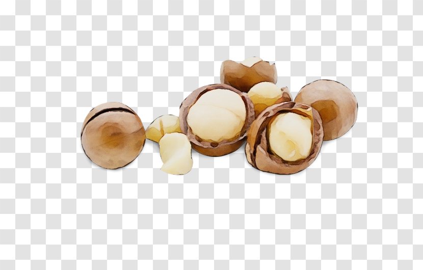 Macadamia Nut Beige Jewellery Plant - Wet Ink - Bead Food Transparent PNG