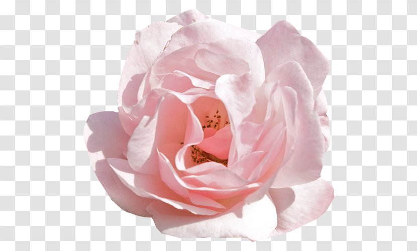 Rose Pink Flowers Desktop Wallpaper - Wreath Transparent PNG