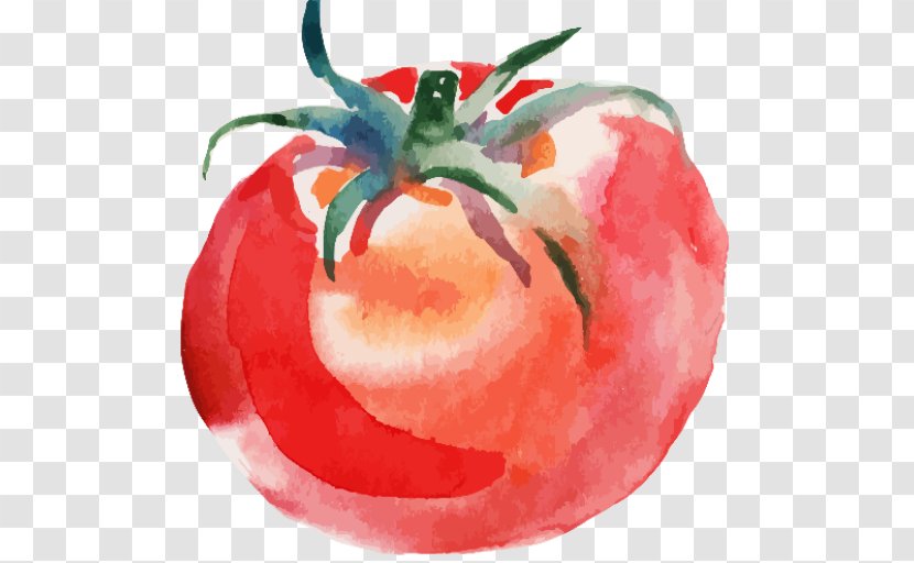 Tomato Soup Watercolor Painting Drawing Transparent PNG