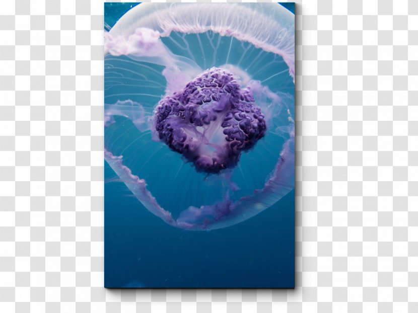 Blue Jellyfish Red Sea Aurelia Aurita - Gulf Of Aqaba Transparent PNG