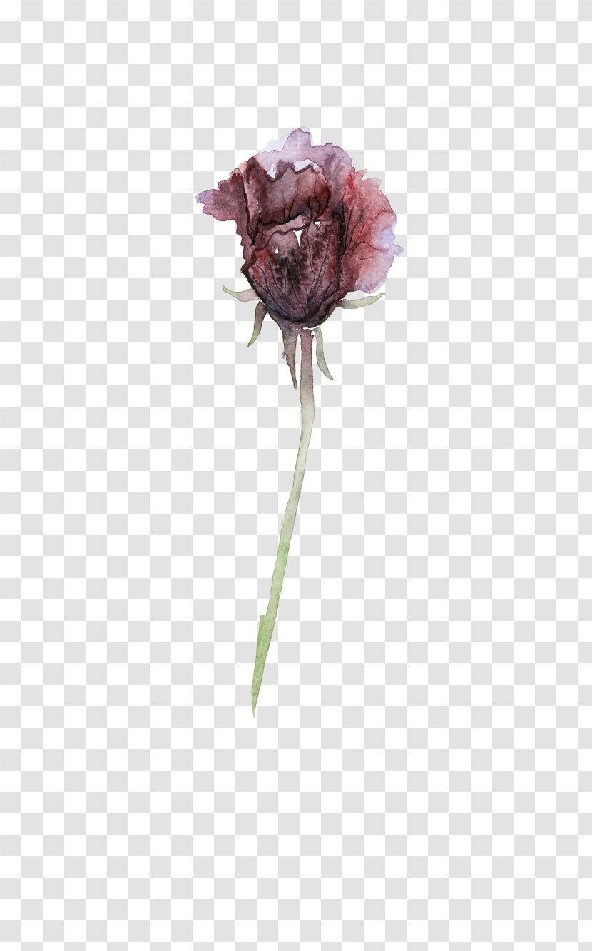 Garden Roses Centifolia Flower Darkness - Rose Order - Dark Transparent PNG