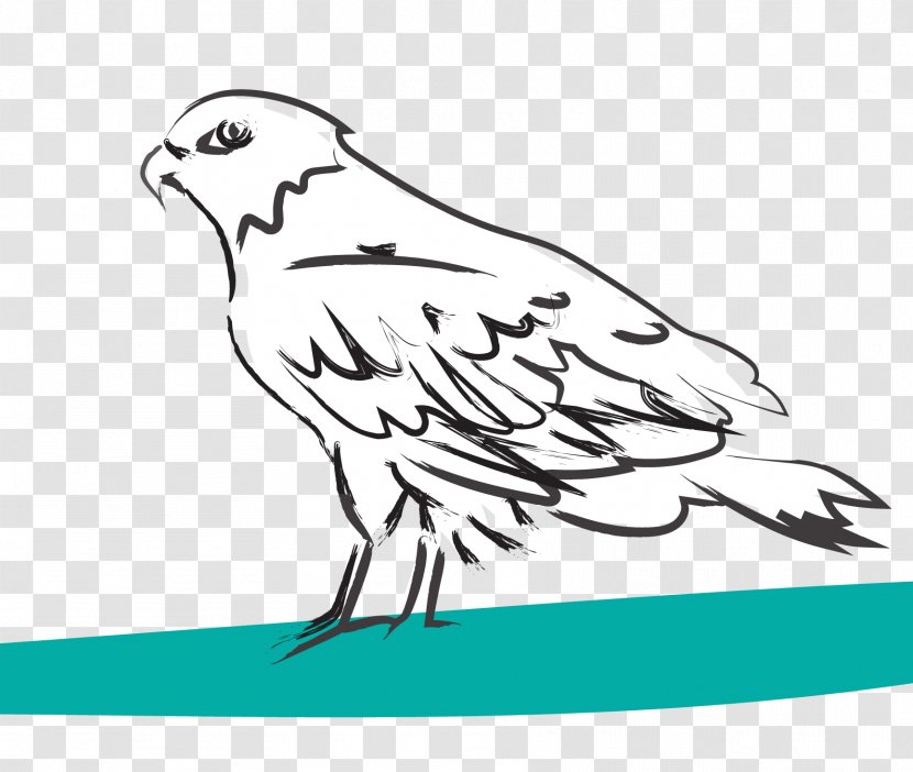 Beak Drawing Line Art Clip - Organism - Aguia Transparent PNG