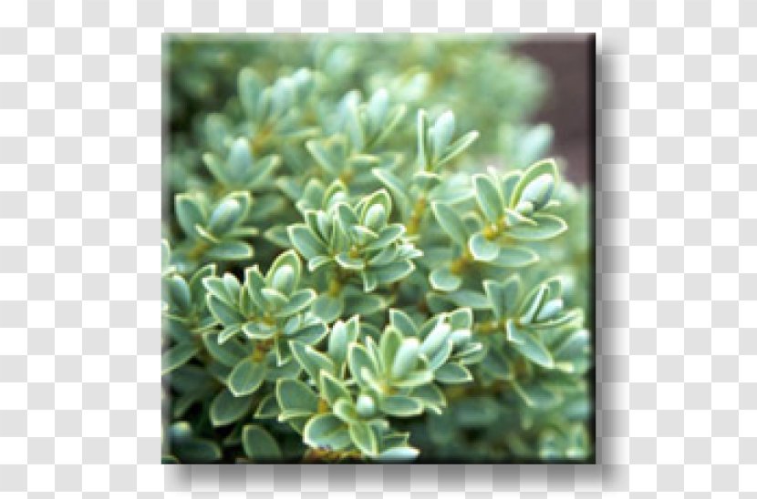 Hebe Pinguifolia Garden Plant Evergreen Geranium Macrorrhizum - Crane Sbill - PARADİSE Transparent PNG