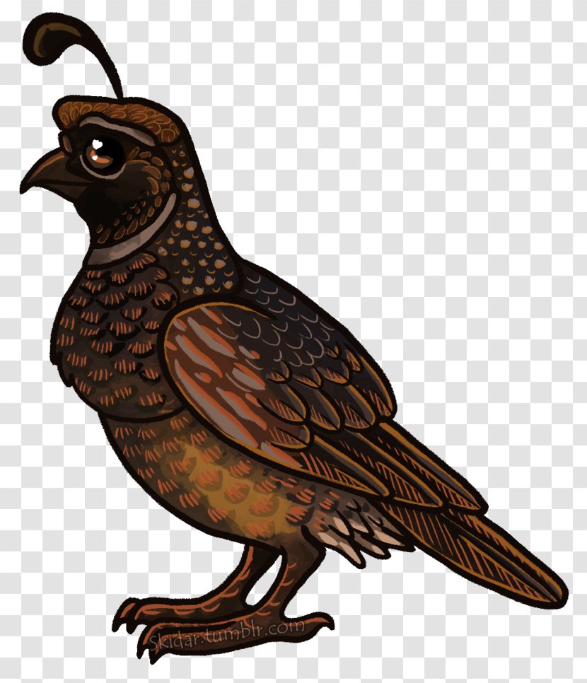 Bird Of Prey Beak Hawk Galliformes - Falcon - Quail Transparent PNG