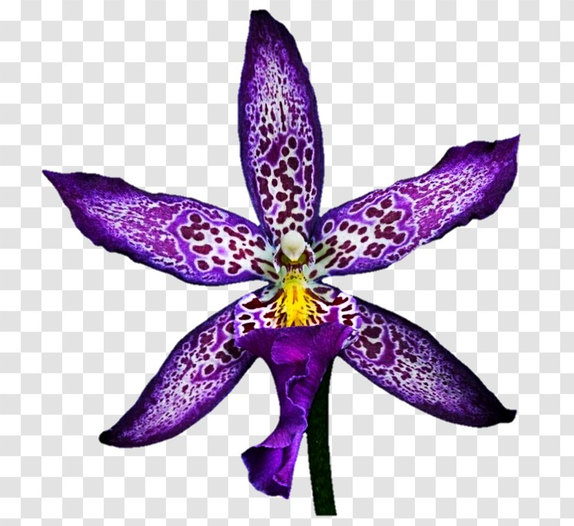 Flower Violet Color Zygopetalum DeviantArt - Petal - Purple Orchid Transparent PNG