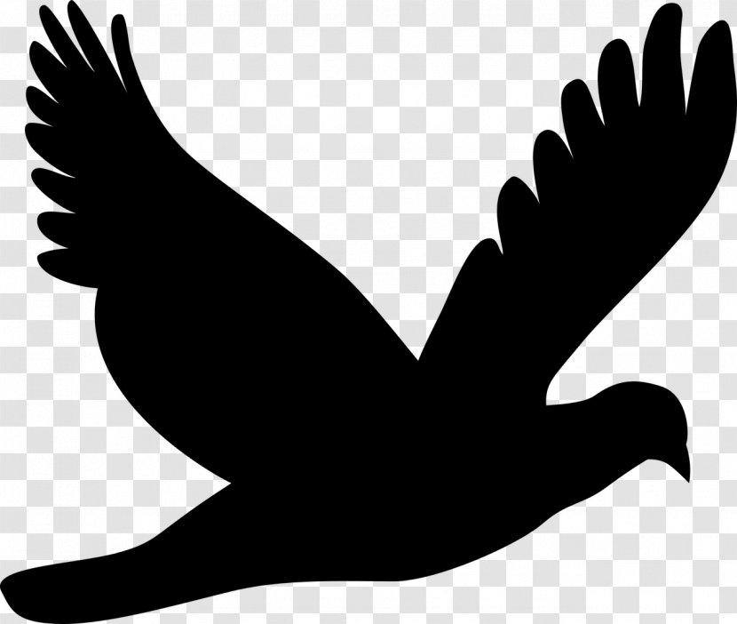 Bird Pigeons And Doves Clip Art Flight Rock Dove - Pomba Transparent PNG