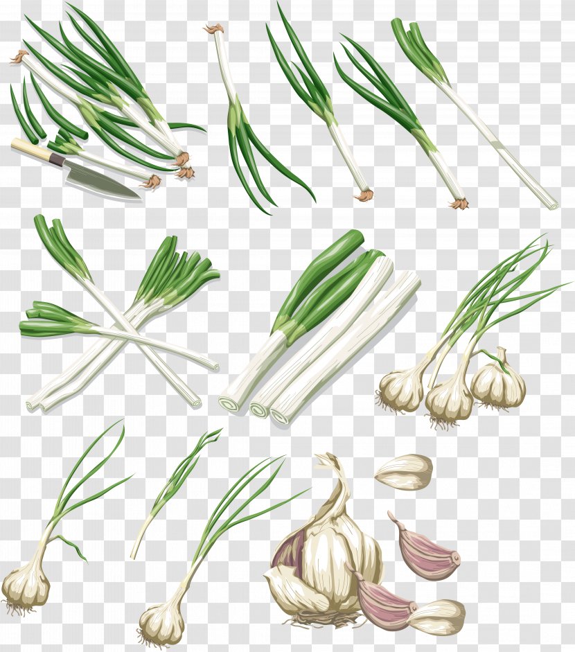 Vegetable Garlic Onion Allium Fistulosum - Scallion - Onions Transparent PNG