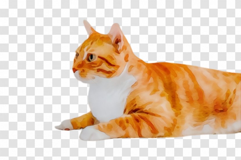 Orange - Wet Ink - Tail European Shorthair Transparent PNG