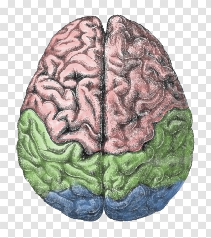 Structure Of The Human Brain Lateralization Function - Tree Transparent PNG
