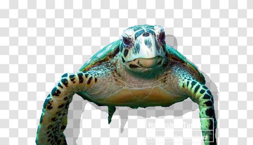 Tortoise Coral Reef Hawksbill Sea Turtle - Terrestrial Animal Transparent PNG