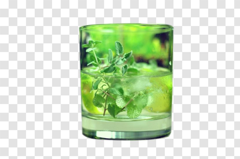 Catnip Lemonade Mint - Lemon - In Leaves Picture Material Transparent PNG