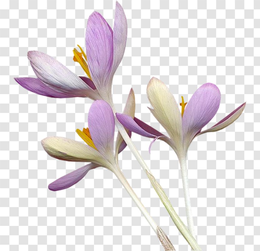 Crocus Flower Purple Transparent PNG