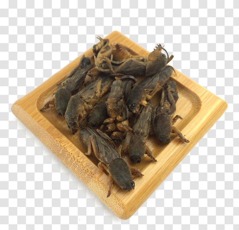 Mole Cricket Chinese Herbology Gryllotalpa Traditional Medicine - Herbal Medicines Dry Transparent PNG