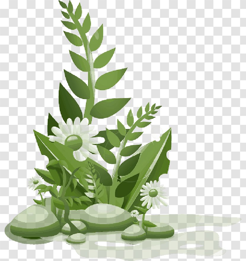 Clip Art Vector Graphics Openclipart Image - Herb - Botany Transparent PNG