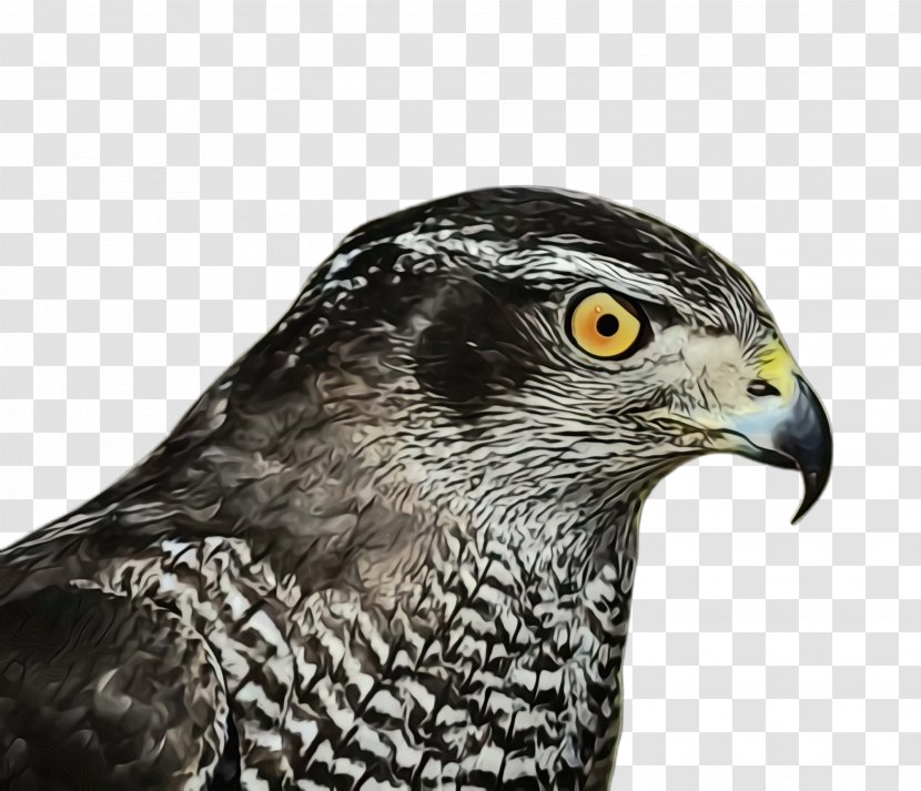 Bird Beak Hawk Peregrine Falcon Of Prey - Sharp Shinned Accipitridae Transparent PNG