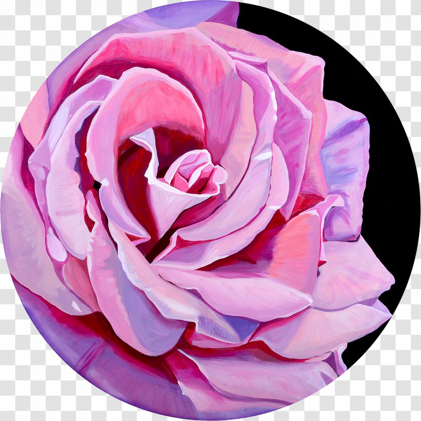 Garden Roses Cabbage Rose Lesson Cut Flowers Art - Purple - Velvet Texture Transparent PNG